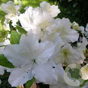 Rhododendron (AZ) 'Mary Helen' 20-25 cm 2,0L