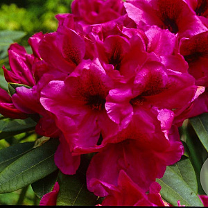 Rhododendron 'Midnight' 30-40 cm 5,0L struik