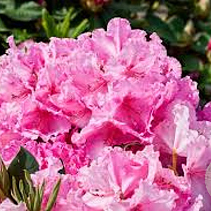 Rhododendron Walküre 60-70 cm 20L
