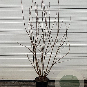 Ribes sang. 'King Edward VII' 125-150 cm 12L