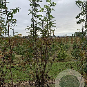 Sorbus aucuparia 200-250 cm met kluit solitair