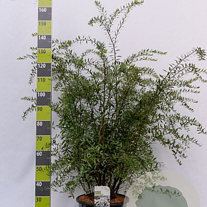 Spiraea cinerea 'Grefsheim' 100-125 cm 20L