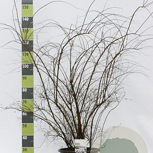 Spiraea cinerea 'Grefsheim' 100-125 cm 20L