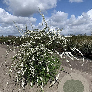 Spiraea cinerea 'Grefsheim' 125-150 cm 20L