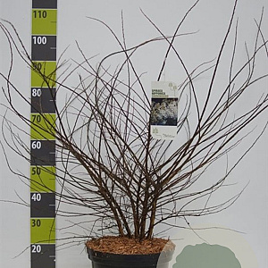 Spiraea nipp. 'Snowmound' 100-125 cm 12L