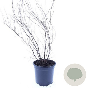 Spiraea thunbergii 100-125 cm 12L