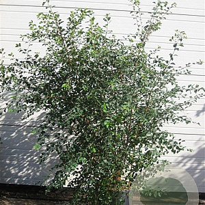 Spiraea vanhouttei 125-150 cm 20L