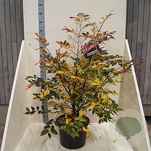 Sycoparrotia semidec. 'Purple Haze' 100-125 cm 20L