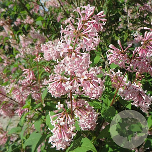 Syringa 'Miss Japan' 125-150 cm 20L
