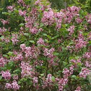 Syringa 'Pink Perfume' 80-100 cm 20L