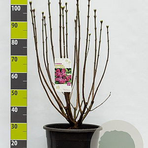 Syringa v. 'And. an Ludwig Späth' 100-125 cm 20L