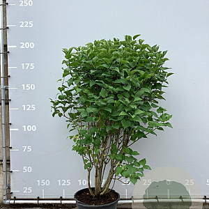 Syringa v. 'And. an Ludwig Späth' 125-150 cm 50L