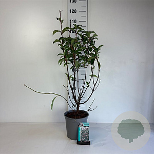 Viburnum bodn. 'Dawn' 60-80 cm cont. 65L