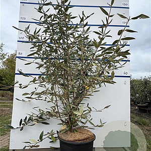 Viburnum 'Pragense' 125-150 cm 20L