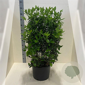 Viburnum tinus 80-100 cm 20L