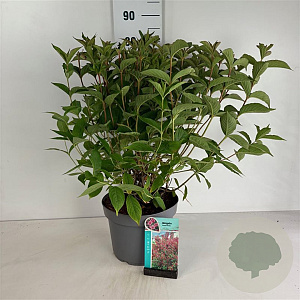 Weigela 'Bristol Ruby' 60-80 cm 10L