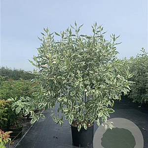 Cornus alba 'Elegantissima' 150-175 cm 20L