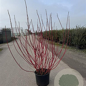 Cornus alba 'Sibirica' 100-125 cm 20L
