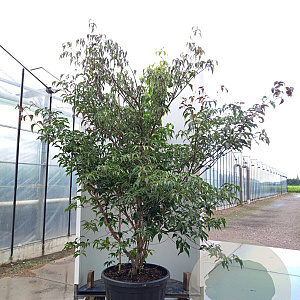 Cornus k. 'Cappucino' 250-300 cm cont. 110L