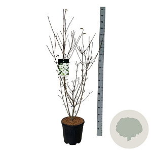 Cornus k. 'Milky Way' 100-125 cm 15L