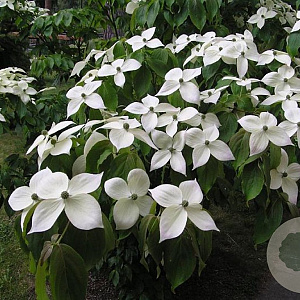 Cornus k. 'Teutonia' 250-300 cm cont. 110L