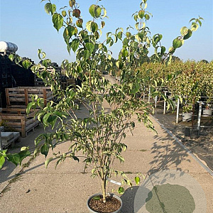 Cornus k. 'Weisse Fontaine' 175-200 cm 20L