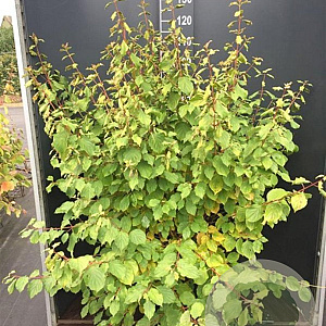 Cornus sang. 'Midwinter Fire' 100-125 cm 12L