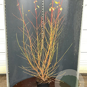 Cornus sang. 'Midwinter Fire' 125-150 cm 12L