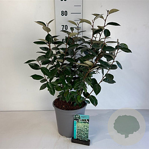 Elaeagnus ebbingei 50-60 cm 6,5L