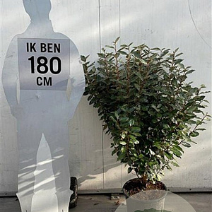 Elaeagnus ebb. 'Compacta' 100-125 cm 20L