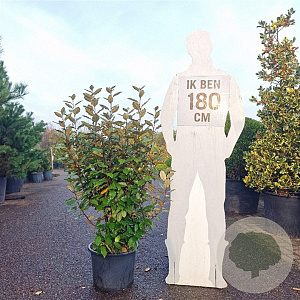 Elaeagnus ebb. 'Compacta' 100-125 cm 20L