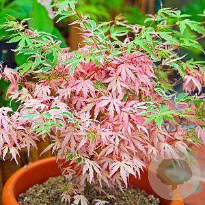 Acer palmatum 'Kinshi' 80-100 cm 20L