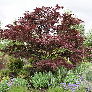 Acer palmatum 'O-kagami' 250-300 cm cont. 180L