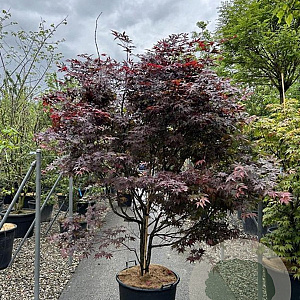 Acer palmatum 'Red Emperor' 150-175 cm cont. 80L