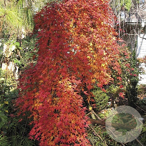 Acer palmatum 'Ryusen' 18-20 cm cont. 130L geveerd