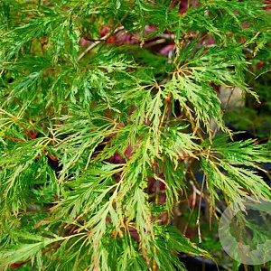 Acer palmatum 'Shinonome' 175-200 cm cont. 180L