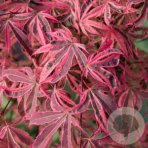 Acer palmatum 'Shirazz' 150-175 cm 50L