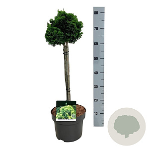 Chamaecyparis o. 'Nana Aurea' 40 cm stam 4,5L