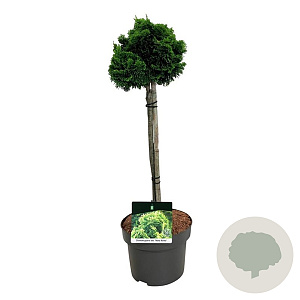 Chamaecyparis o. 'Nana Aurea' 40 cm stam 4,5L