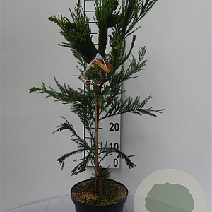 Cryptomeria j. 'Cristata' 50-60 cm 5,0L