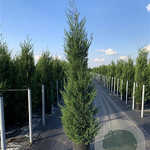 Cupressocyparis l. 'Tweeduizendéén' 175-200 cm 20L