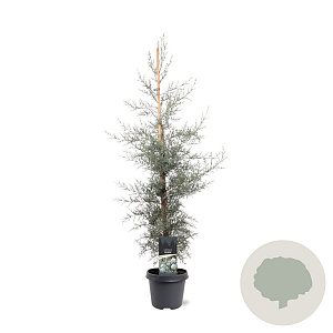 Cupressus ariz. 'Glauca' 80-100 cm 5,0L