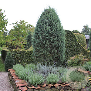 Cupressus ariz. 'Glauca' 80-100 cm 5,0L