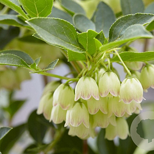 Enkianthus campanulatus 'Prettycoat' 100-125 cm 20L