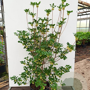 Enkianthus campanulatus 'Red Bells' 150-175 cm 35L