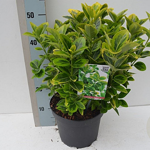 Euonymus japonicus 'Aurea' 40-50 cm 20L