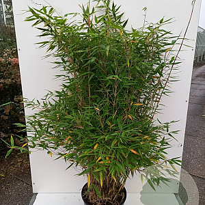 Fargesia murieliae 'Jumbo' 100-125 cm 20L