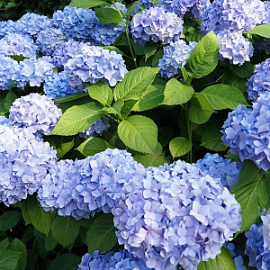 Hydrangea macrophylla 'Mathilde Gütges' 50-60 cm 20L