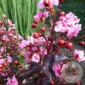 Lagerstroemia indica 'Rhapsody in Pink' 100-125 cm 20L