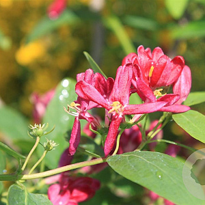 Lonicera tatarica 'Hack's Red' 175-200 cm 20L